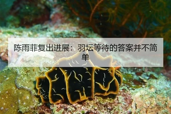 陈雨菲复出进展：羽坛等待的答案并不简单